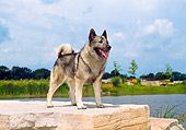 DOG 14 FA0019 01
Norwegian Elkhound Standing On Stone Steps By Lake