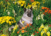 DOG 14 FA0020 01
Norwegian Elkhound Sitting In Flower Bushes