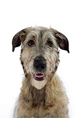 DOG 14 JD0001 01
Head On Shoulder Shot Of Irish Wolfhound Sitting On White Seamless Studio