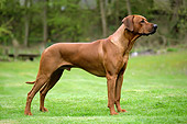 DOG 14 JD0002 01
Rhodesian Ridgeback Standing On Grass By Trees
