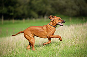 DOG 14 JD0004 01
Rhodesian Ridgeback Running In Field By Trees