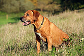 DOG 14 JD0005 01
Rhodesian Ridgeback Sitting In Field