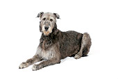 DOG 14 JD0006 01
Irish Wolfhound Laying On White Seamless