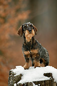 DOG 14 KH0001 01
Standard Wirehaired Dachshund Sitting On Snow