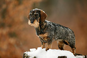 DOG 14 KH0002 01
Standard Wirehaired Dachshund Standing On Snow