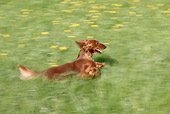 DOG 14 KH0009 01
Standard Longhaired Dachshund Running Through Field