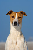 DOG 14 KH0016 01
Magyar Agar Head Shot