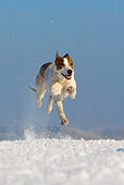 DOG 14 KH0017 01
Magyar Agar Running On Snow