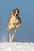 DOG 14 KH0018 01
Magyar Agar Running On Snow
