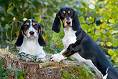 DOG 14 KH0019 01
Two Bernese Swiss Hounds Standing On Stump In Woods