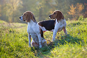 DOG 14 KH0020 01
Two Artois Hounds Sitting And Standing In Field Looking Away