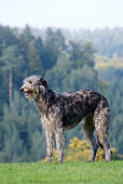 DOG 14 KH0021 01
Scottish Deerhound Standing In Field By Forest
