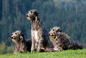 DOG 14 KH0022 01
Three Scottish Deerhounds Sitting And Laying In Field
