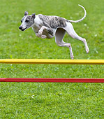 DOG 14 KH0023 01
Whippet Jumping Over Yellow And Red Poles On Grass Agility