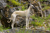 DOG 14 KH0024 01
Sloughi Standing on Boulder By Rocky Hillside