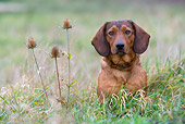 DOG 14 KH0026 01
Alpine Dachsbracke Sitting In Field By Plant