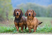 DOG 14 KH0027 01
Two Alpine Dachsbrackes Standing In Field