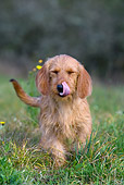 DOG 14 KH0028 01
Tawny Brittany Basset Walking In Field Licking Nose