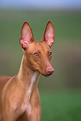 DOG 14 KH0029 01
Shoulder Shot of Sicilian Greyhound