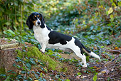 DOG 14 KH0030 01
Bernese Swiss Hound Standing On Stump In Woods