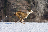 DOG 14 KH0032 01
Magyar Agar Running On Snow Profile By Woods