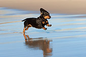 DOG 14 KH0034 01
Shorthair Dachshund Running On Beach
