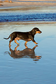 DOG 14 KH0036 01
Shorthair Dachshund Walking On Beach