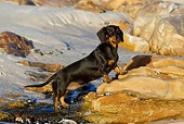 DOG 14 KH0039 01
Shorthair Dachshund Standing On Rock At Beach