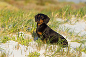 DOG 14 KH0041 01
Shorthair Dachshund Sitting On Sand And Grass At Beach