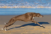 DOG 14 KH0042 01
Whippet Running On Beach Profile