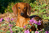 DOG 14 LS0001 01
Smooth-coated Dachshund Standing In Purple Flowers