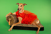 DOG 14 MQ0001 01
Humorous Brown Greyhound Wearing Red Dress On Chaise Longue On Green Background