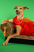 DOG 14 MQ0002 01
Humorous Snarling Brown Greyhound Wearing Red Dress On Chaise Longue On Green Background