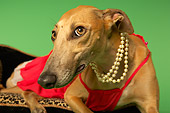 DOG 14 MQ0003 01
Humorous Brown Greyhound Wearing Red Dress On Chaise Longue On Green Background