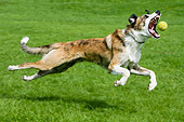 DOG 14 NR0001 01
Lurcher