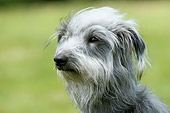DOG 14 NR0002 01
Lurcher