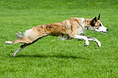 DOG 14 NR0003 01
Lurcher