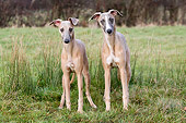 DOG 14 NR0006 01
Whippets