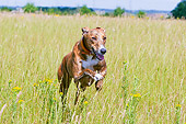 DOG 14 NR0007 01
Lurcher