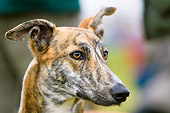 DOG 14 NR0008 01
Lurcher