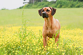DOG 14 NR0012 01
Rhodesian Ridgeback