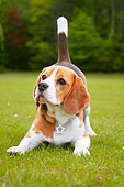 DOG 14 NR0016 01
Beagle