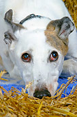 DOG 14 NR0017 01
Greyhound