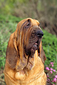 DOG 14 RC0001 01
Portrait Head Shot Of Bloodhound With Shrub Pink Flower Background