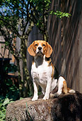 DOG 14 RC0002 01
Portrait Of Beagle Sitting On Tree Stump By Tree And Wall