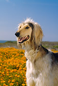 DOG 14 RC0003 01
Portrait Head Shot Of Afghan Hound Standing In Field Of Orange Flowers Blue Sky