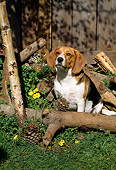 DOG 14 RC0004 01
Portrait Of Beagle Sitting By Logs By Fence