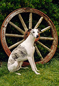 DOG 14 RC0005 01
Whippet Sitting On Grass By Wagon Wheel