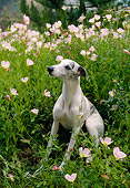 DOG 14 RC0006 01
Whippet Sitting Amongst Pink Flowers