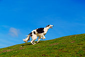 DOG 14 RK0019 04
Russian Wolfhound Borzoi Running On Grass Hill